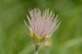 Geum montanum